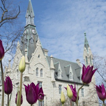 Tulips in front of University Hall