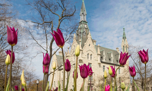Tulips in front of University Hall