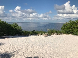Oyster Catchers View